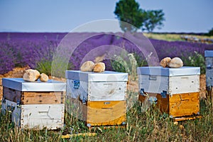 Bee hives on lavender fields