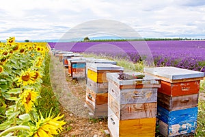 Bee hives on lavender fields, near Valensole, Provence. photo