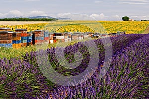 Bee Hives lining SunFlower and Lavender Fields on the Plateau De Valensole photo