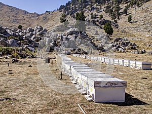 Bee hives on plateau of Mount Tahtali, Turkey