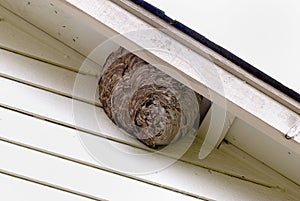 Bee Hives at Residence House photo