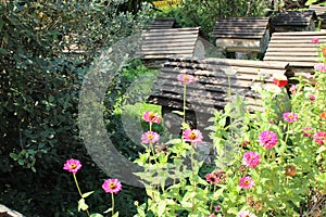 Bee hives stand in the garden