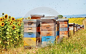 Bee hives. photo