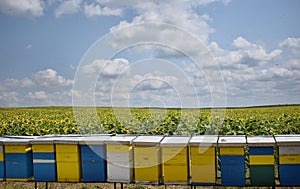 Bee hives in sunflower field during sunny summer day