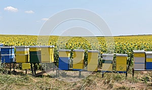 Bee hives in sunflower field during sunny summer day