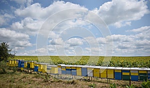 Bee hives in sunflower field during sunny summer day