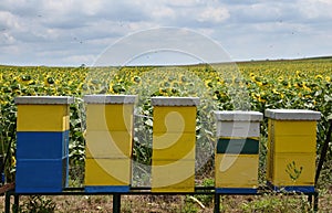Bee hives in sunflower field during sunny summer day