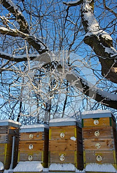 Bee hives in winter - bee breeding Apis mellifera in beautiful winter