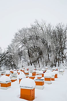 Bee hives in winter