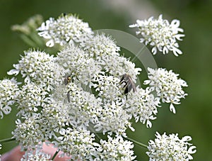 A bee on hogweed close up photo