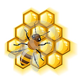 Bee with honey