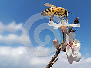 Bee honey almond almods tree flower background srping isolated blue sky