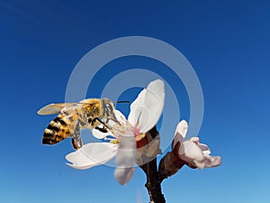Bee honey almond almods tree flower background srping isolated blue sky