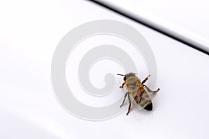 Bee, Honey Bee, Insect on white surface of car