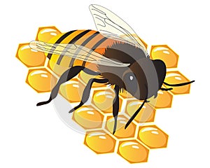 Bee On The Honey Comb