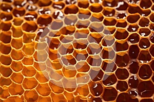 bee honey in honeycomb closeup