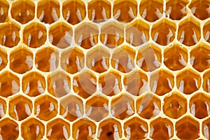 Bee honey in honeycomb macro