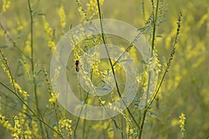 Bee on honey plant Melilotus officinalis Yellow Sweet Clower