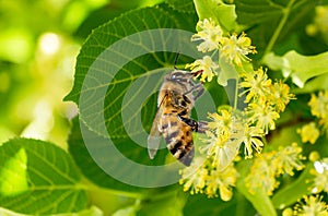 Bee honey tilia linden  tree flower background srping isolated blue sky