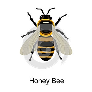 Bee honey vector icon.Cartoon vector icon isolated on white background bee honey.