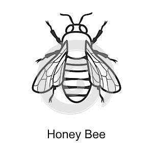 Bee honey vector icon.Line vector icon isolated on white background bee honey.