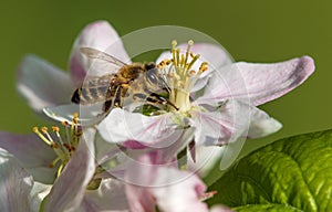 bee or honeybee Apis Mellifera on apple tree flower
