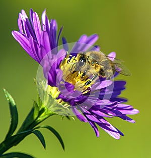 Bee honeybee Apis Mellifera honey insect flower