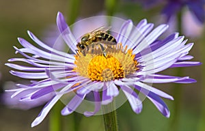 Bee honeybee Apis Mellifera honey insect flower