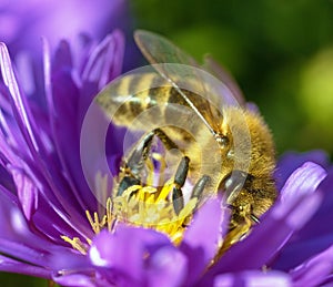 bee honeybee Apis Mellifera honey insect flower