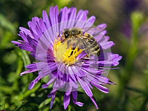 bee honeybee Apis Mellifera honey insect flower