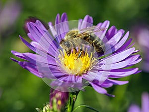 bee honeybee Apis Mellifera honey insect flower