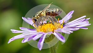 bee honeybee Apis Mellifera honey insect flower