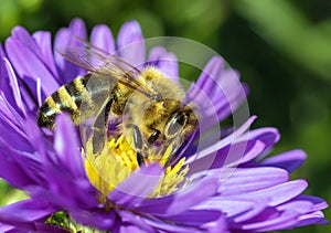 bee honeybee Apis Mellifera honey insect flower