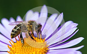 bee honeybee Apis Mellifera honey insect flower