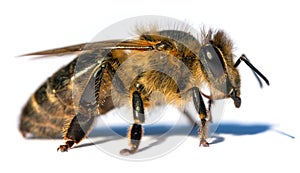 Bee or honeybee Apis Mellifera isolated on white