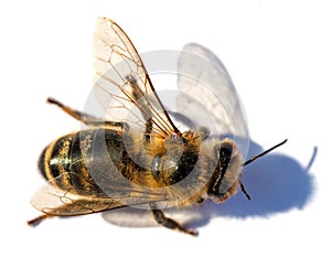 Bee or honeybee Apis Mellifera isolated on white