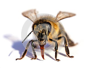 Bee or honeybee Apis Mellifera isolated on white