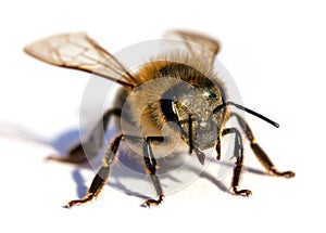 Bee or honeybee Apis Mellifera isolated on white