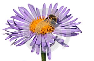 bee or honeybee Apis Mellifera isolated on white