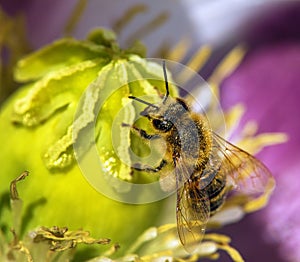 Bee honeybee Apis Mellifera on poppy flower