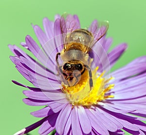 Bee or honeybee Apis Mellifera on violet flower