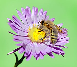 Bee or honeybee Apis Mellifera on violet flower