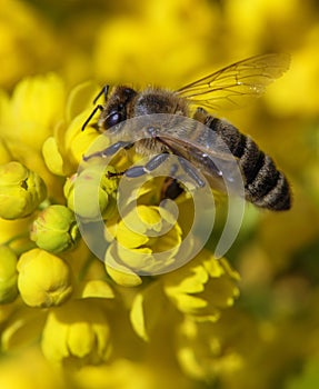 Bee or honeybee Apis Mellifera on yellow flower