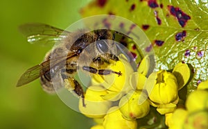 bee or honeybee Apis Mellifera on yellow flower