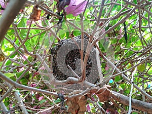 Bee honeybee beeinsect tree flower