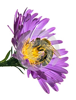 Bee honeybee honey Apis Mellifera flower isolated