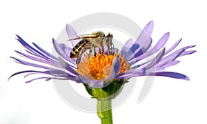 Bee honeybee honey Apis Mellifera flower isolated