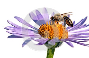 bee honeybee honey Apis Mellifera flower isolated