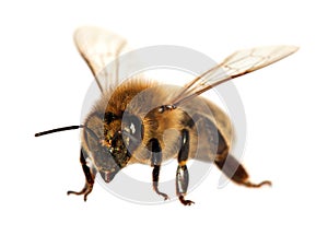 Bee or honeybee or honey bee isolated on the white