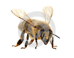 Bee or honeybee or honey bee isolated on the white